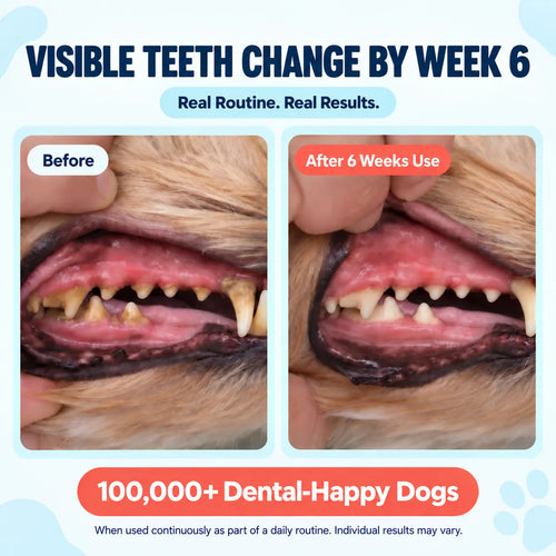DE-01™ Dental Dogbiotic